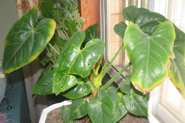 紅掌葉子發(fā)黃怎么補救