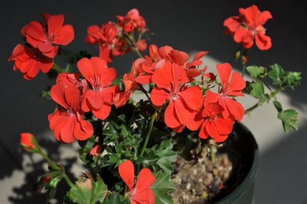 天竺葵冬天怎么養(yǎng)，做好以下5點(diǎn)才是關(guān)鍵