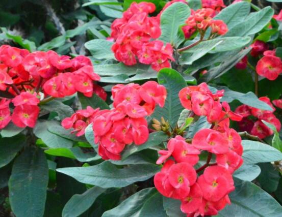 虎刺梅花期多少天，一年四季均可開花(養(yǎng)殖得當(dāng))