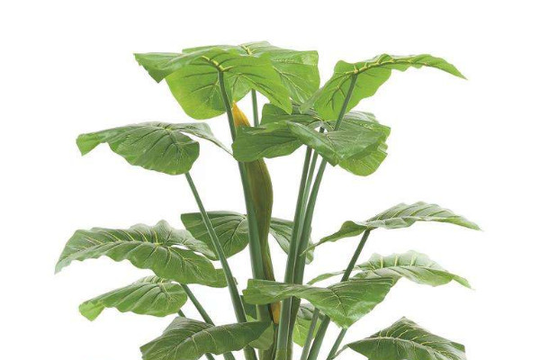 滴水觀音怎么護(hù)理