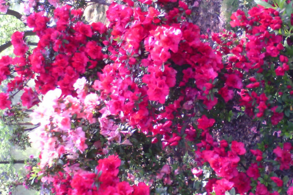 茶花春天什么時(shí)候施肥