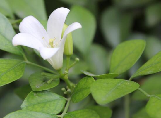 九里香冬天怎么施肥，九里香施什么肥好