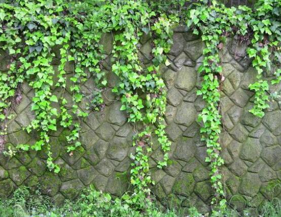 常春藤用淺盆還是深盆，深、淺盆都合適