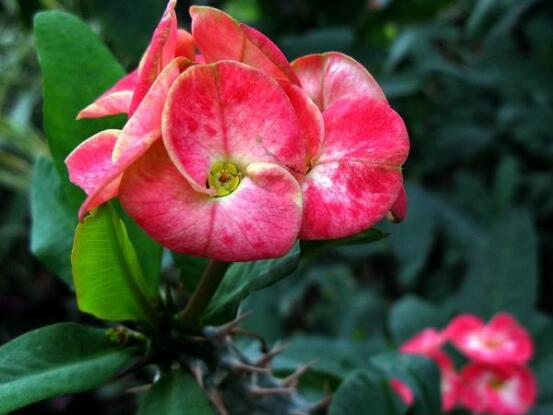 虎刺梅花能開(kāi)多長(zhǎng)時(shí)間，一年365天均可開(kāi)花(春夏秋冬)