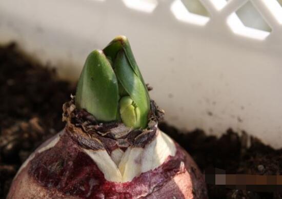 風(fēng)信子種球發(fā)霉怎么辦，涂抹滅菌靈、保持創(chuàng)面干燥