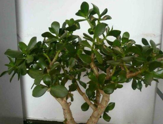 玉樹花幾年開花，掌握五大要點可年年開花