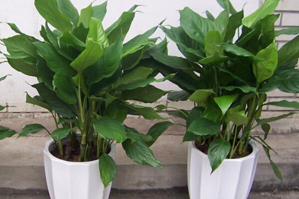 萬年青有毒嗎，嚴重時會危及生命