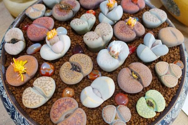 生石花爛根怎么辦，切除爛根重新種植