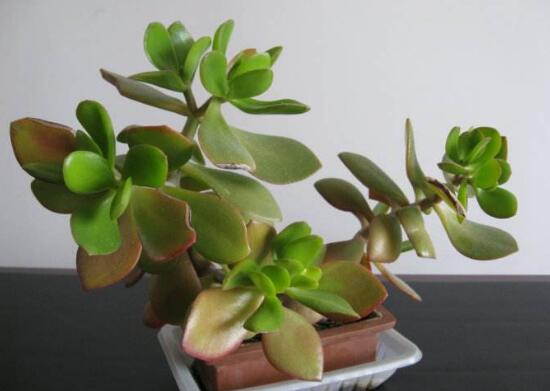 玉樹(shù)施什么肥好，玉樹(shù)怎么養(yǎng)才能長(zhǎng)得快