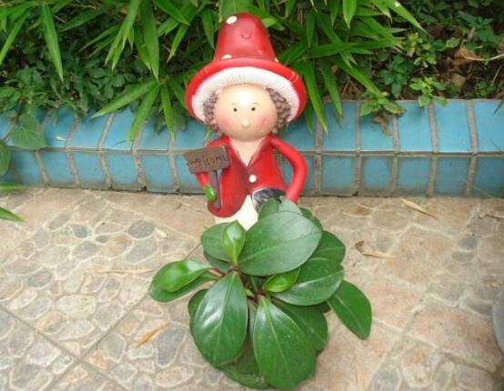 紫邊碧玉的養(yǎng)殖方法，老農(nóng)總結(jié)的七個基本方法