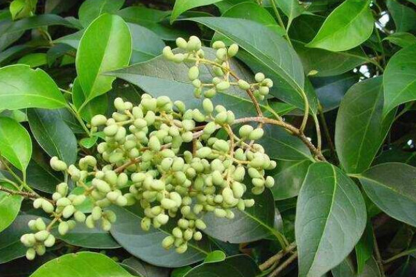 女貞子樹(shù)長(zhǎng)什么樣