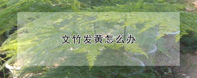 文竹發(fā)黃怎么辦