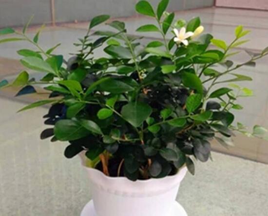 九里香怎么修剪，九里香的修剪圖解