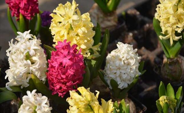 風(fēng)信子可以用水養(yǎng)嗎，可以/但是要注意及時(shí)換水和補(bǔ)充營(yíng)養(yǎng)