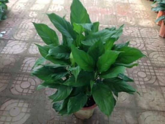 萬年青根發(fā)爛什么原因，萬年青爛根怎么辦