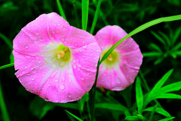 牽?；ㄩL得高是因為什么