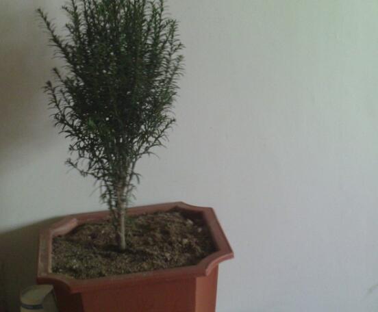 紅豆杉可以種庭院?jiǎn)?，可?幸福安康，家庭和睦