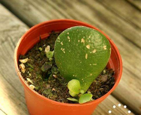 玉樹的繁殖方法，介紹葉插和枝插兩種繁殖方法