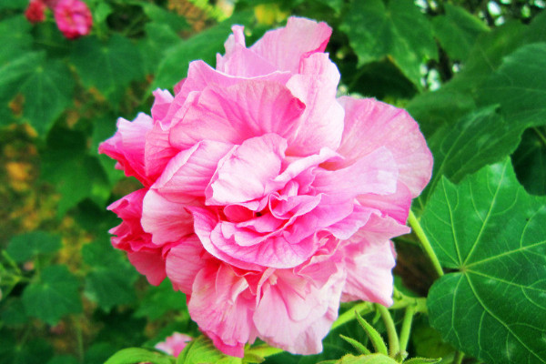 芙蓉花為什么長的細(xì)高