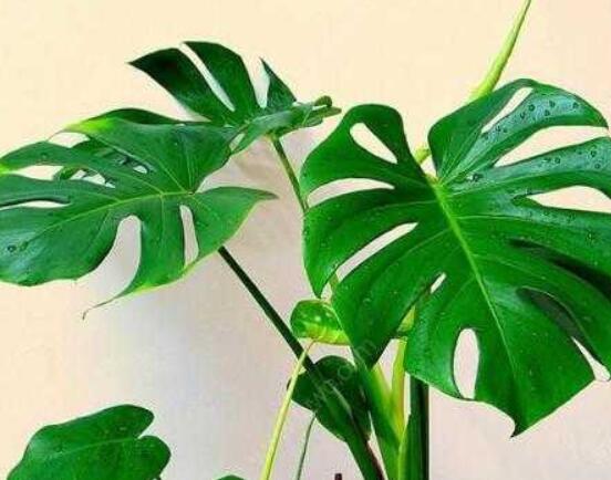 龜背竹滴的水有毒嗎，有毒/皮膚接觸會導(dǎo)致刺痛灼傷