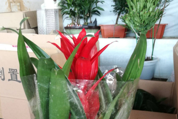 鴻運(yùn)當(dāng)頭冬天花枯萎了咋辦