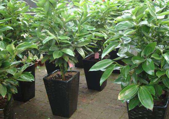 平安樹葉子發(fā)黃掉落怎么辦，教你四種解決辦法快速恢復(fù)生機(jī)