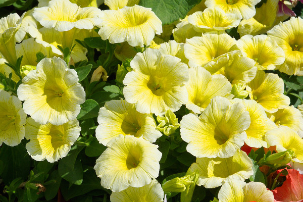 牽?；ㄕ{(diào)謝后怎么處理