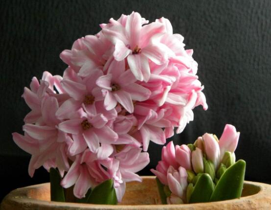 風(fēng)信子花代表什么意思，代表著永遠(yuǎn)的懷念、重生的愛