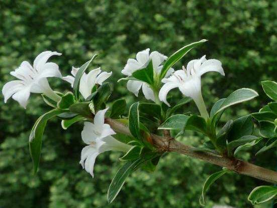 六月雪養(yǎng)殖技術(shù)，老農(nóng)總結(jié)六點(diǎn)必要養(yǎng)護(hù)方法(枝葉翠綠)