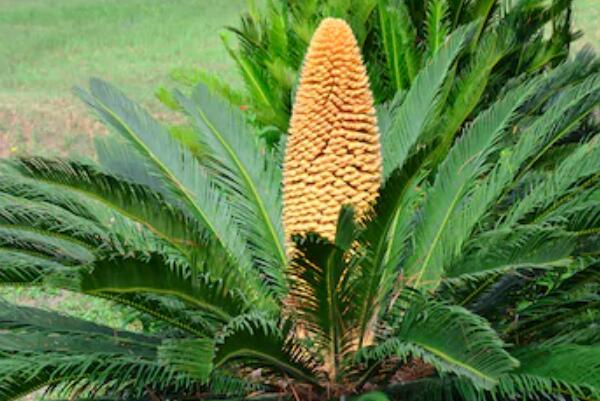 鐵樹開花圖片，開花條件以及征兆