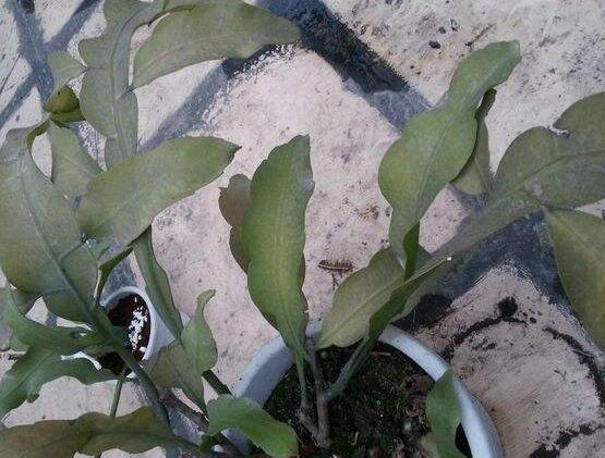 曇花的繁殖方法，盤點最常見的三種繁殖方法(扦插/播種/嫁接)