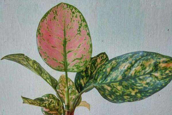 彩葉萬年青的養(yǎng)殖方法