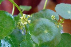 銅錢草會開花嗎，銅錢草的花語是什么