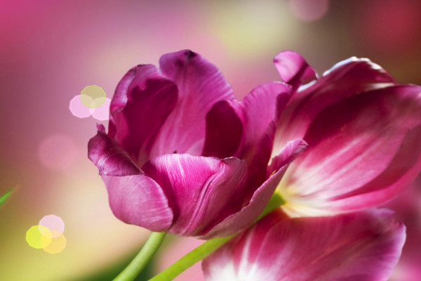 郁金香開(kāi)花后不挖出來(lái)還能不能活