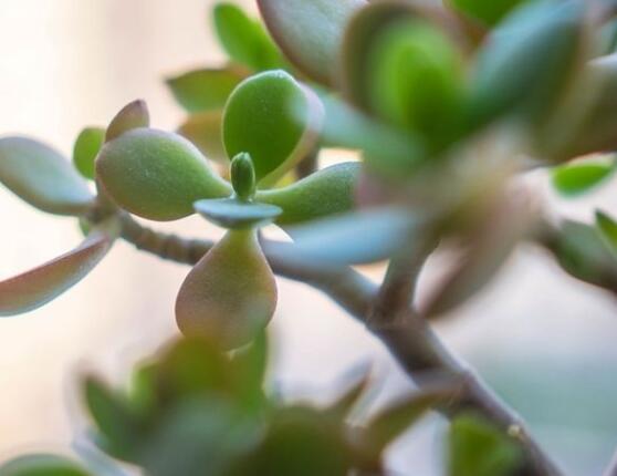 燕子掌不開(kāi)花怎么辦，做好以下五點(diǎn)花開(kāi)爆盆