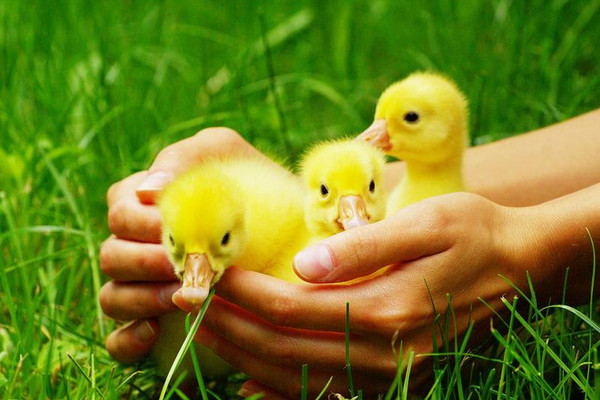 如何控溫養(yǎng)鵝苗