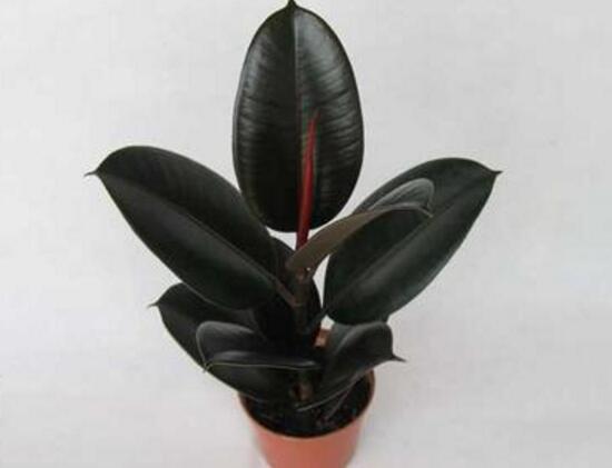 橡皮樹(shù)的汁液有毒嗎，橡皮樹(shù)適合在室內(nèi)養(yǎng)嗎