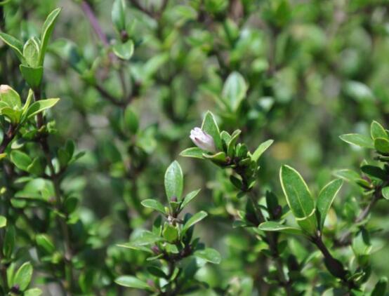 六月雪功效與作用，是一個(gè)不折不扣治療百病藥王