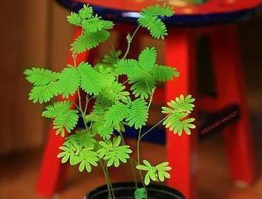 含羞草怎么養(yǎng)才活的久，要對它進行人工繁殖才行