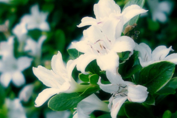 六月雪移栽怎么養(yǎng)護(hù)