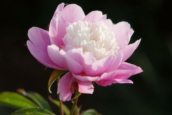 芍藥花什么時(shí)候開花