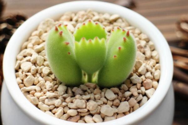 熊童子怎么養(yǎng)出紅指甲，抓好春秋季的養(yǎng)護(hù)