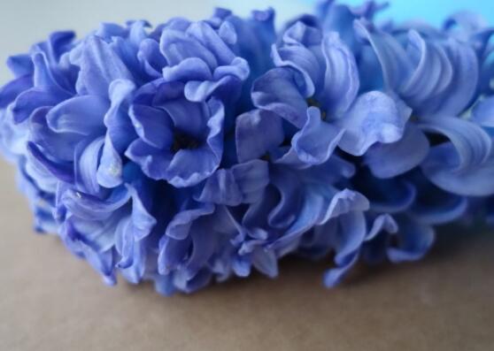 好看的風(fēng)信子圖片欣賞，姿色優(yōu)美，色彩艷麗