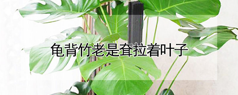 龜背竹老是耷拉著葉子