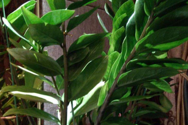 金錢樹如何養(yǎng)護(hù)管理