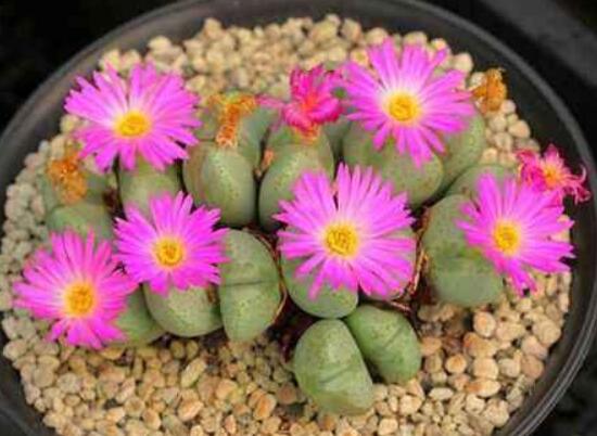 生石花怎么養(yǎng)長得快，老農(nóng)總結(jié)五個(gè)快速生長好方法