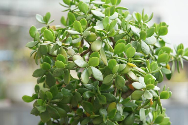 玉樹夏天可以曬太陽嗎