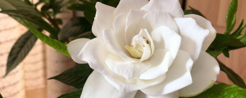 梔子花獨(dú)桿怎么培育