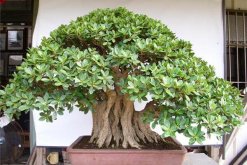 榕樹(shù)葉子怎么一碰就掉，可能是因?yàn)橹仓暝馐軆龊? data-OJD8=