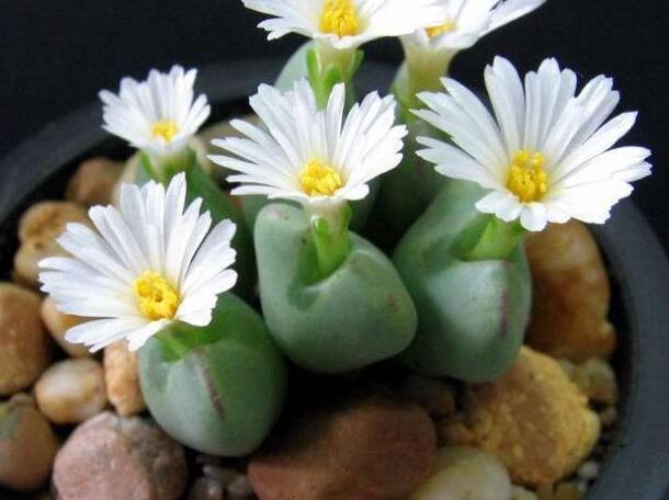 生石花怎么澆水，根據(jù)土壤的干濕程度來(lái)衡量澆水程度